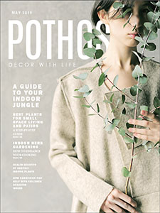 Pothos Mag